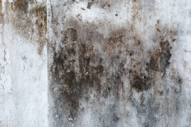 Best Comprehensive Air Testing for Mold Contaminants  in Hunters Creek, FL