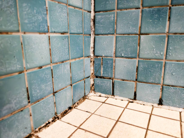 Best Black Mold Removal  in Hunters Creek, FL