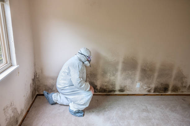 Best Mold Damage Restoration  in Hunters Creek, FL